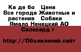 Ка де бо › Цена ­ 25 - Все города Животные и растения » Собаки   . Ямало-Ненецкий АО,Салехард г.